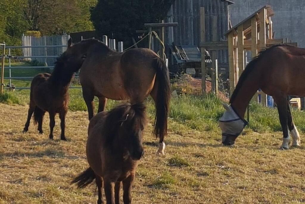 Sejour A La Campagne Daire Placy Dış mekan fotoğraf