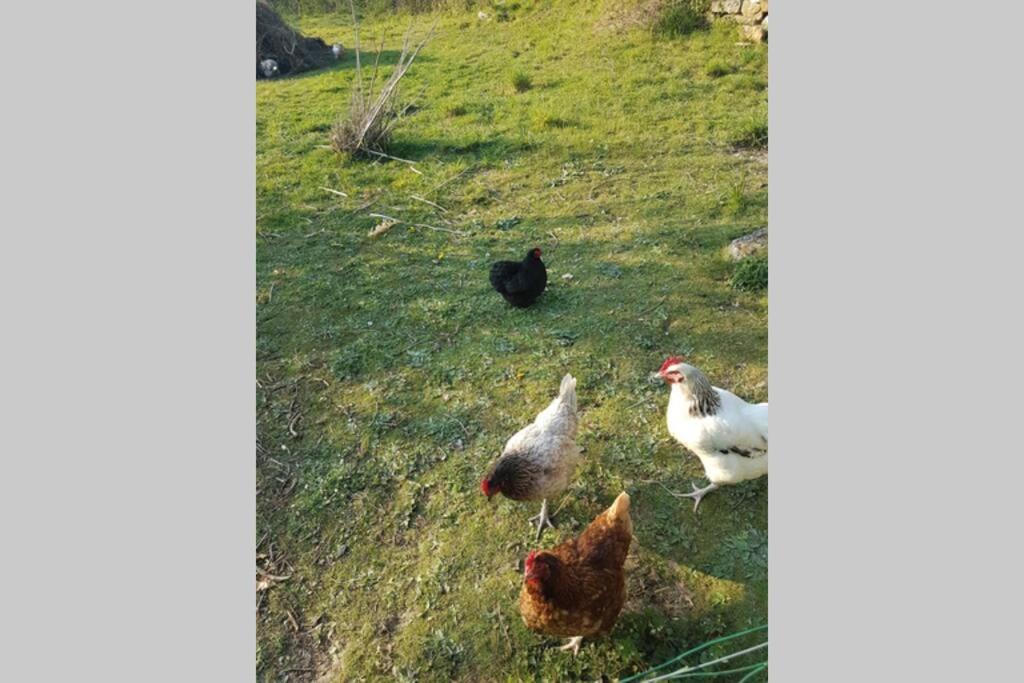 Sejour A La Campagne Daire Placy Dış mekan fotoğraf